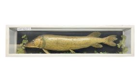 Taxidermy: Cased Northern Pike (Esox lucius)