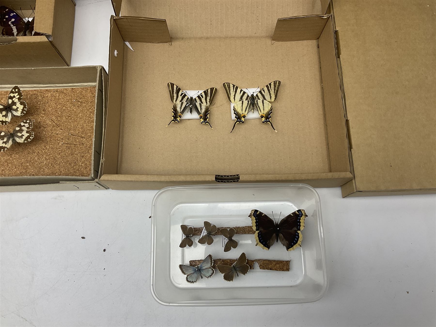 Entomology; large collection of pinned butterflies and moths - Image 5 of 12