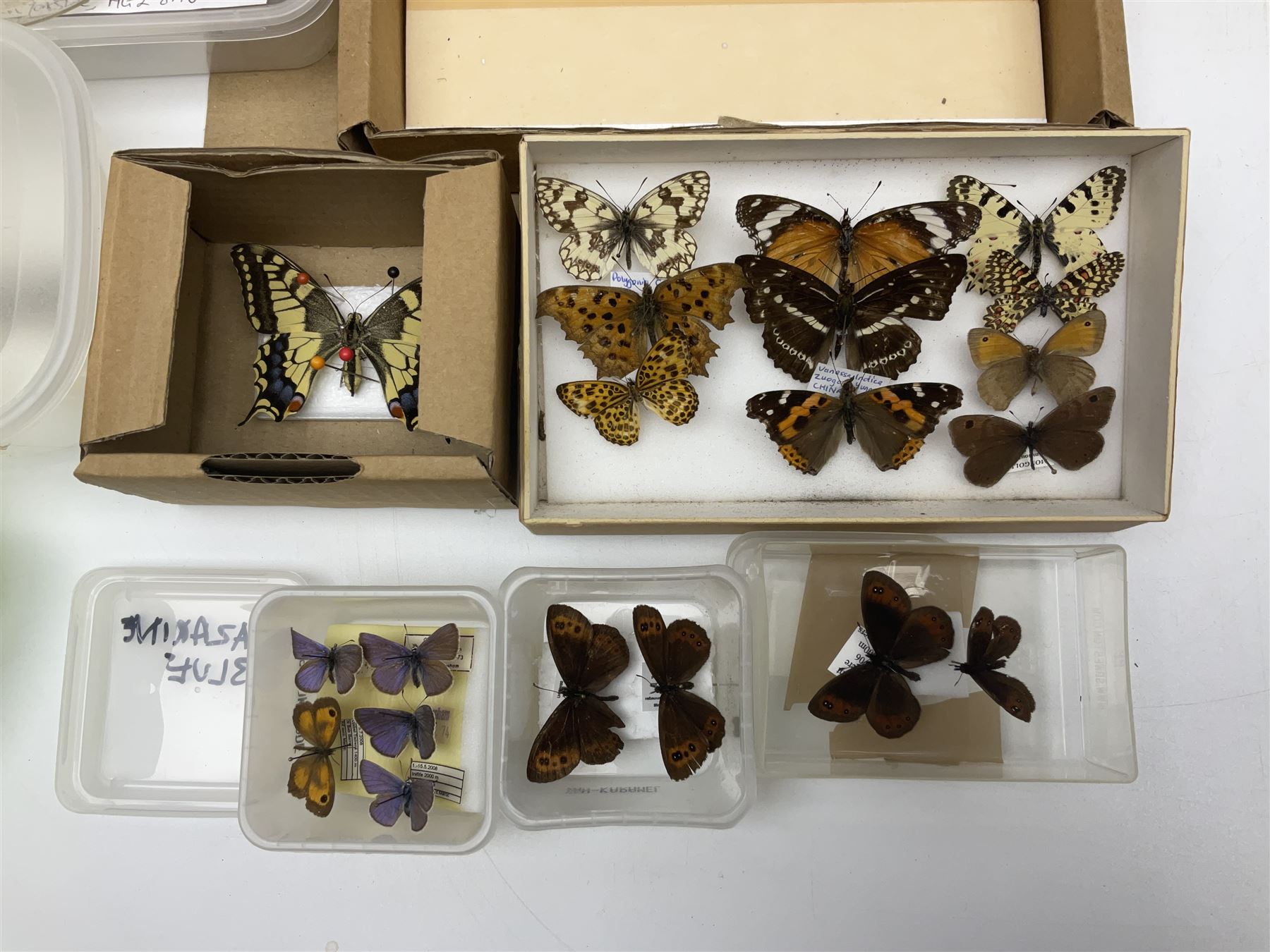 Entomology; large collection of pinned butterflies and moths - Image 7 of 12