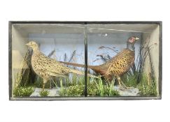 Taxidermy: Pair of cased Ring-Necked Pheasants (Phasianus colchicus)