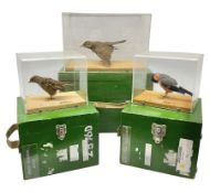 Taxidermy: Three british birds adult mounts