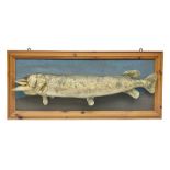 Taxidermy: Cased Northern Pike (Esox lucius)