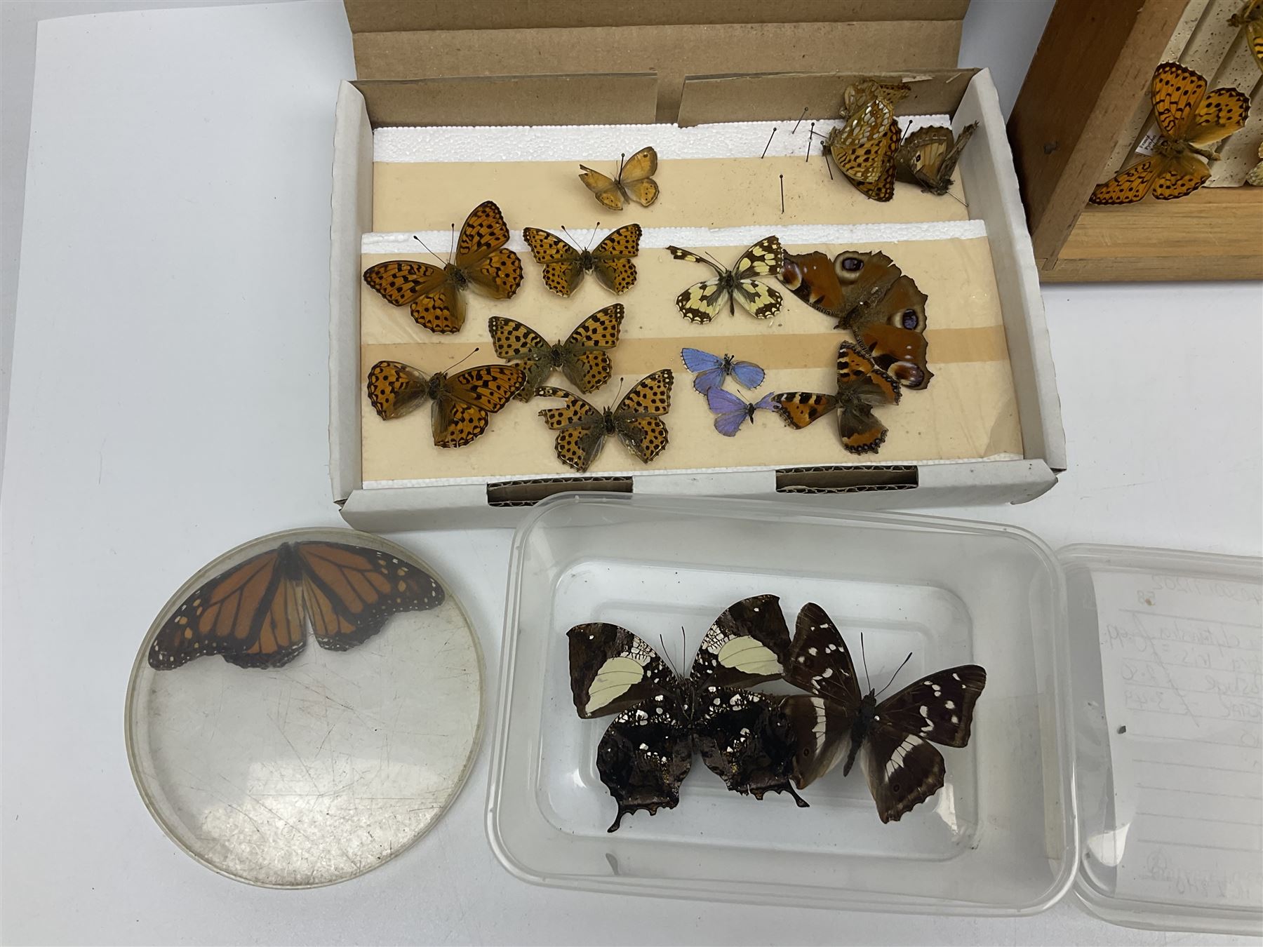 Entomology; large collection of pinned butterflies and moths - Image 10 of 12