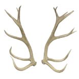 Antlers/Horns: European Red Deer (Cervus elaphus)