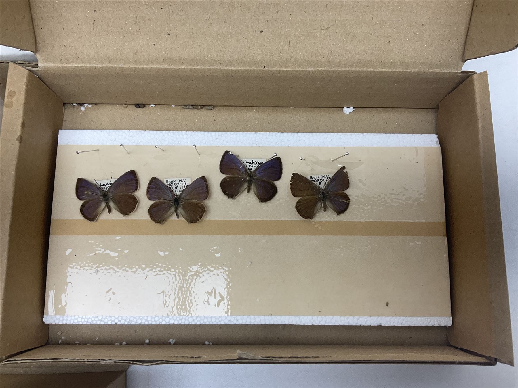 Entomology; large collection of pinned butterflies and moths - Image 8 of 12