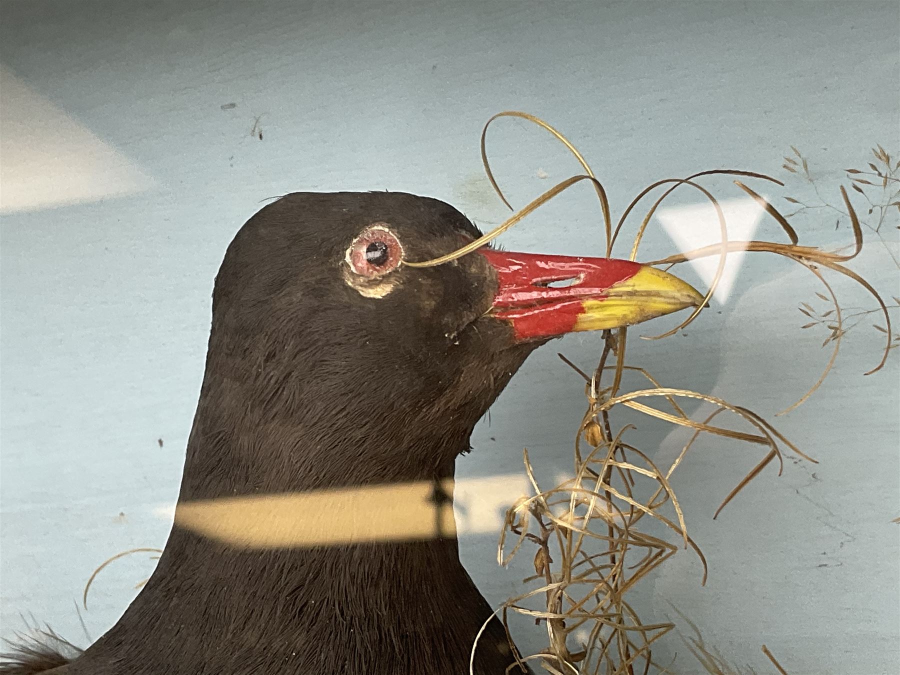 Taxidermy: Cased pair moorhens (Gallinula chloropus) - Image 7 of 8