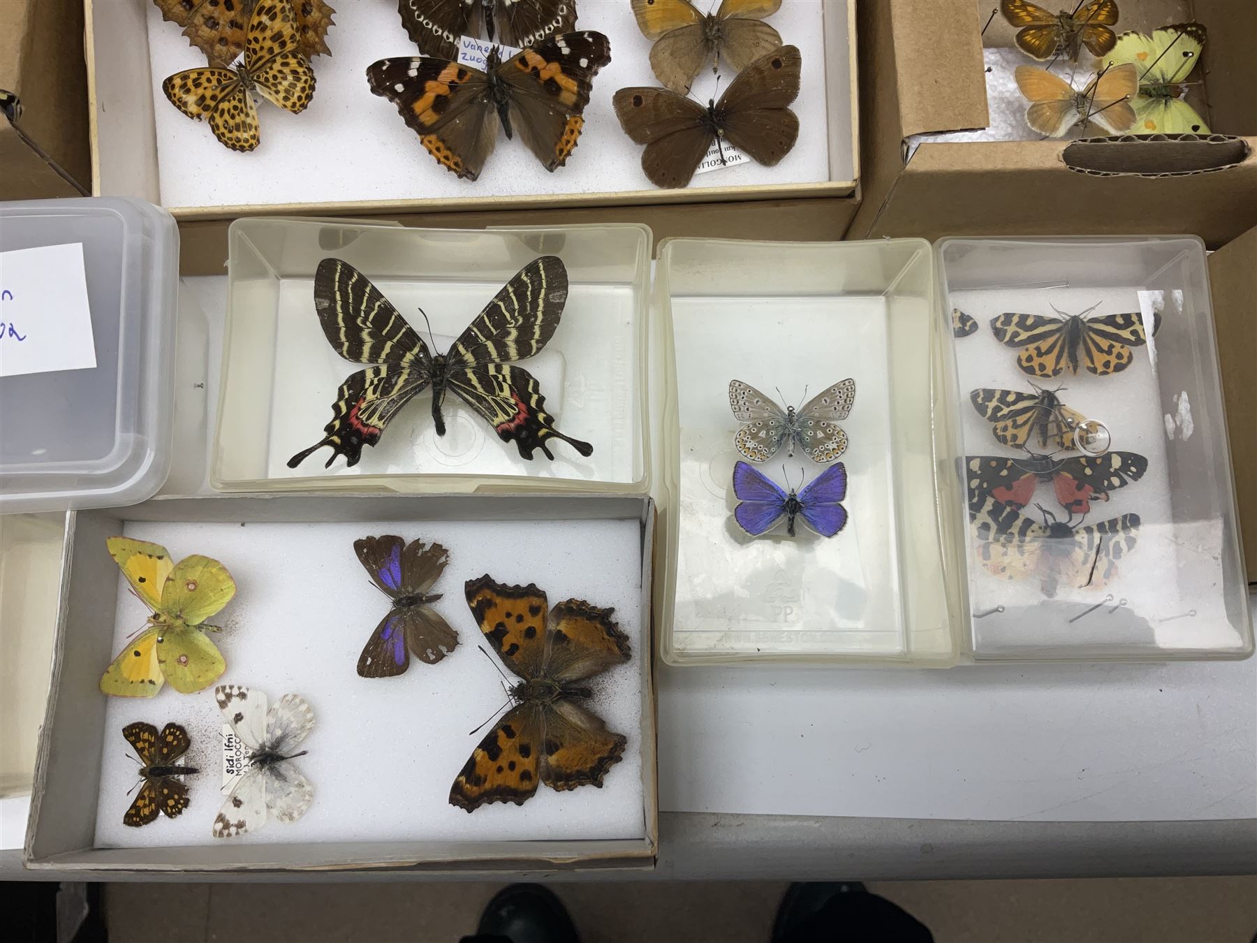 Entomology; large collection of pinned butterflies and moths - Image 2 of 12