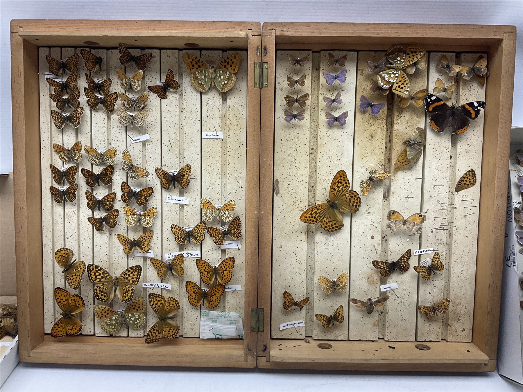 Entomology; large collection of pinned butterflies and moths - Image 11 of 12