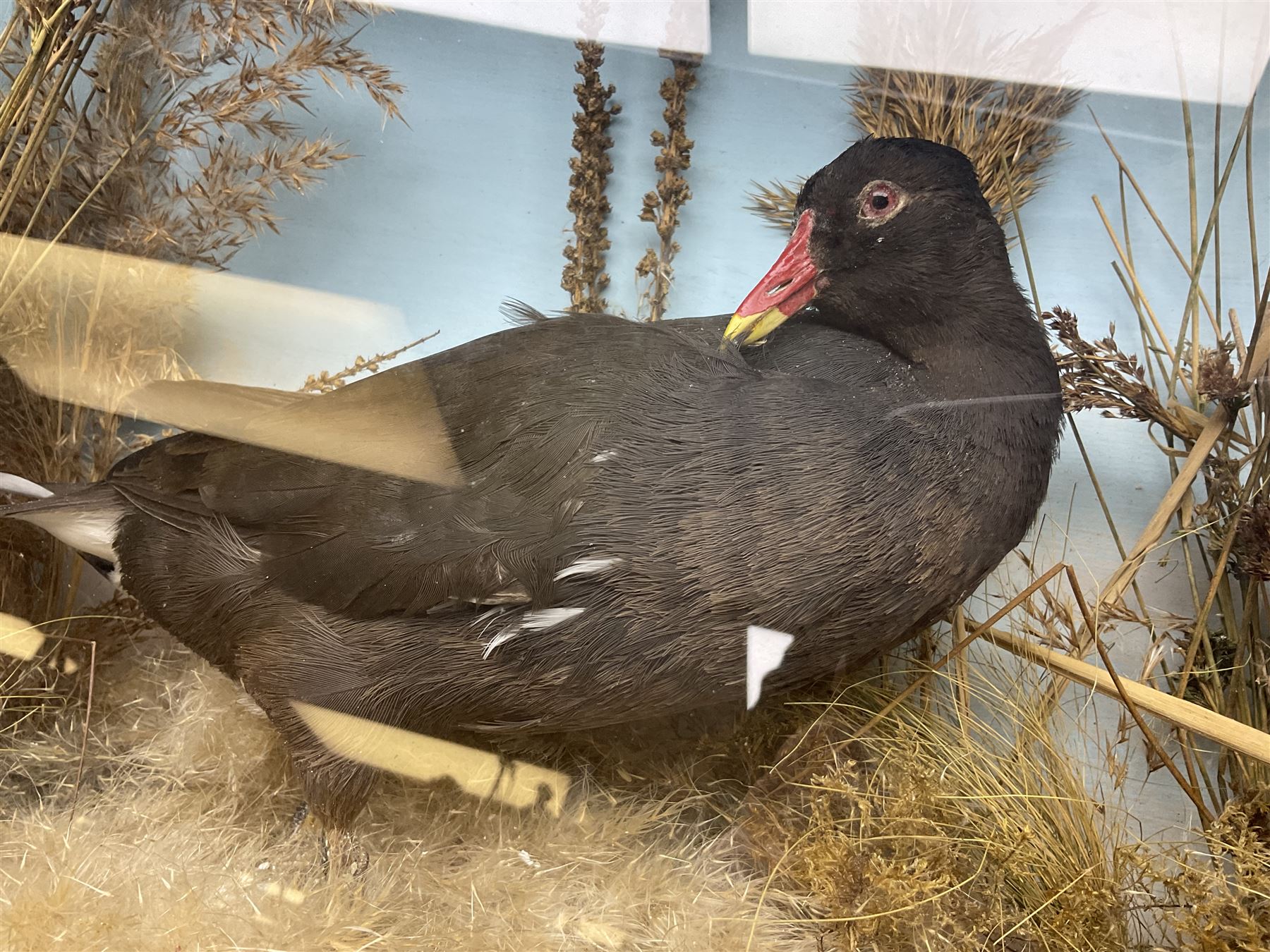 Taxidermy: Cased pair moorhens (Gallinula chloropus) - Image 3 of 8