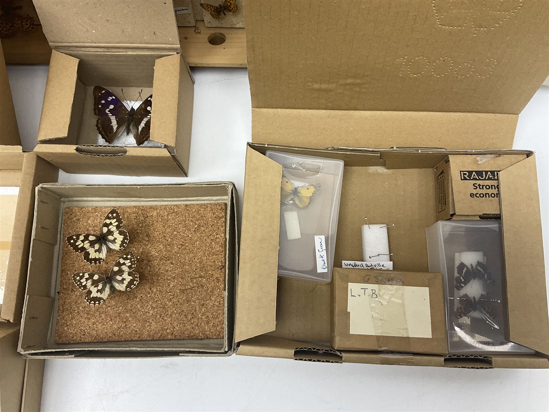 Entomology; large collection of pinned butterflies and moths - Image 6 of 12