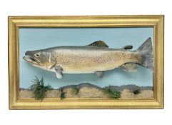 Taxidermy: Brown trout (Salmo trutta)