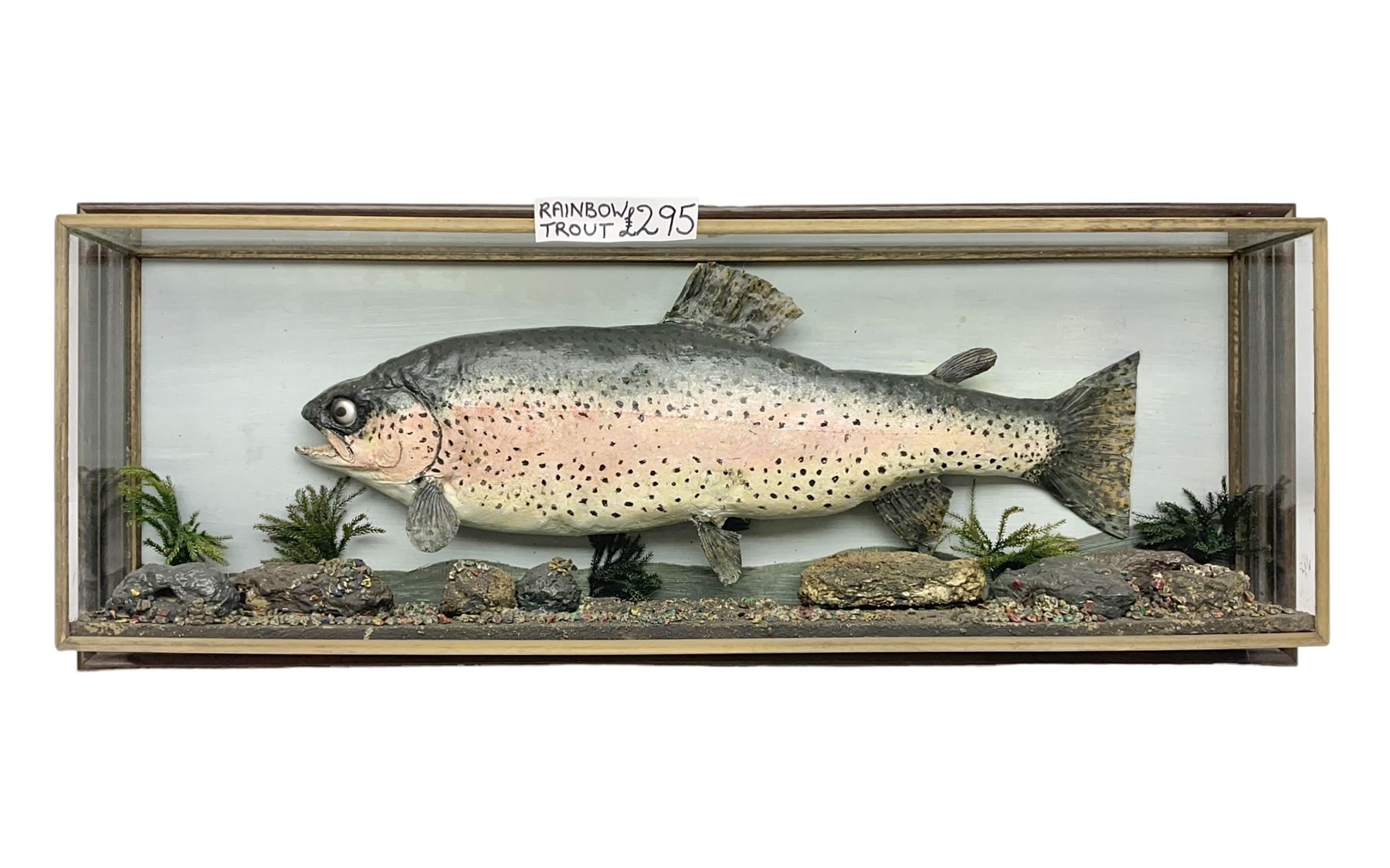Taxidermy: Rainbow trout (Oncorchynchus mykiss)