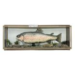 Taxidermy: Rainbow trout (Oncorchynchus mykiss)