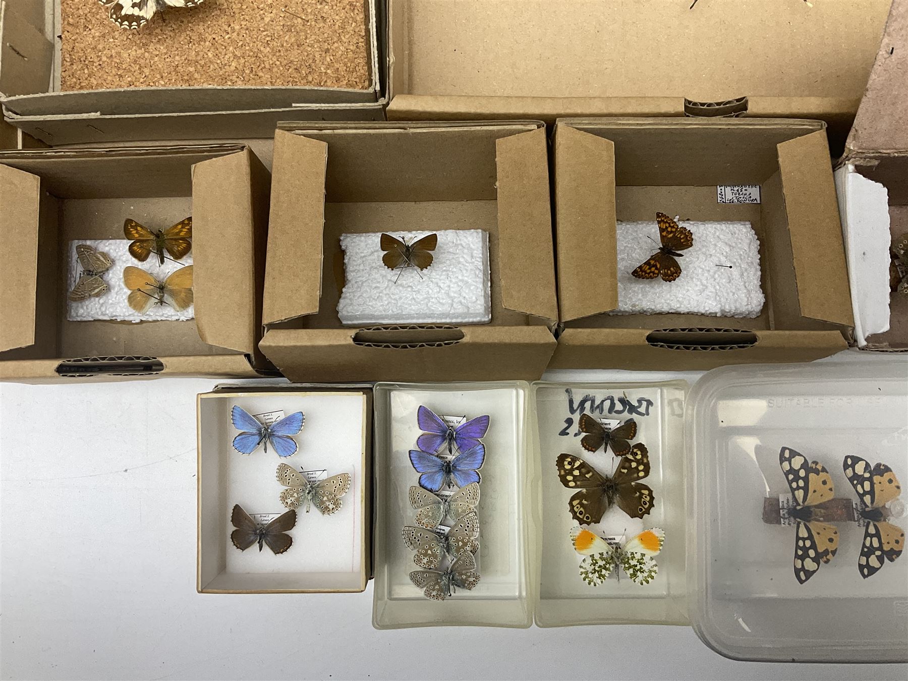 Entomology; large collection of pinned butterflies and moths - Image 3 of 12