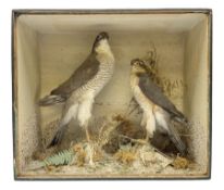Taxidermy; Victorian cased pair of Sparrowhawks (Accipiter nisus)