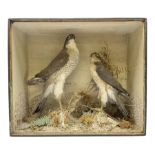 Taxidermy; Victorian cased pair of Sparrowhawks (Accipiter nisus)