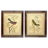Pair of framed feather pictures depicting birds on branches