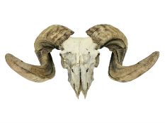 Skulls/Horns: Swaledale Ram Skull