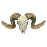 Skulls/Horns: Swaledale Ram Skull