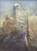 Edward Gilbert after Joseph Wolf (German 1820-1899): Greenland Gyr Falcon
