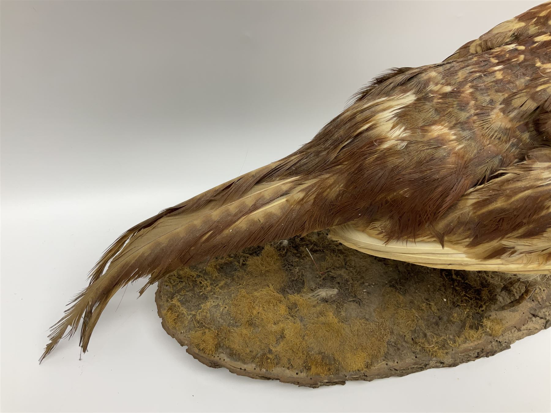 Taxidermy; Ring-necked Pheasant (Phasianus colchicus) - Image 19 of 19