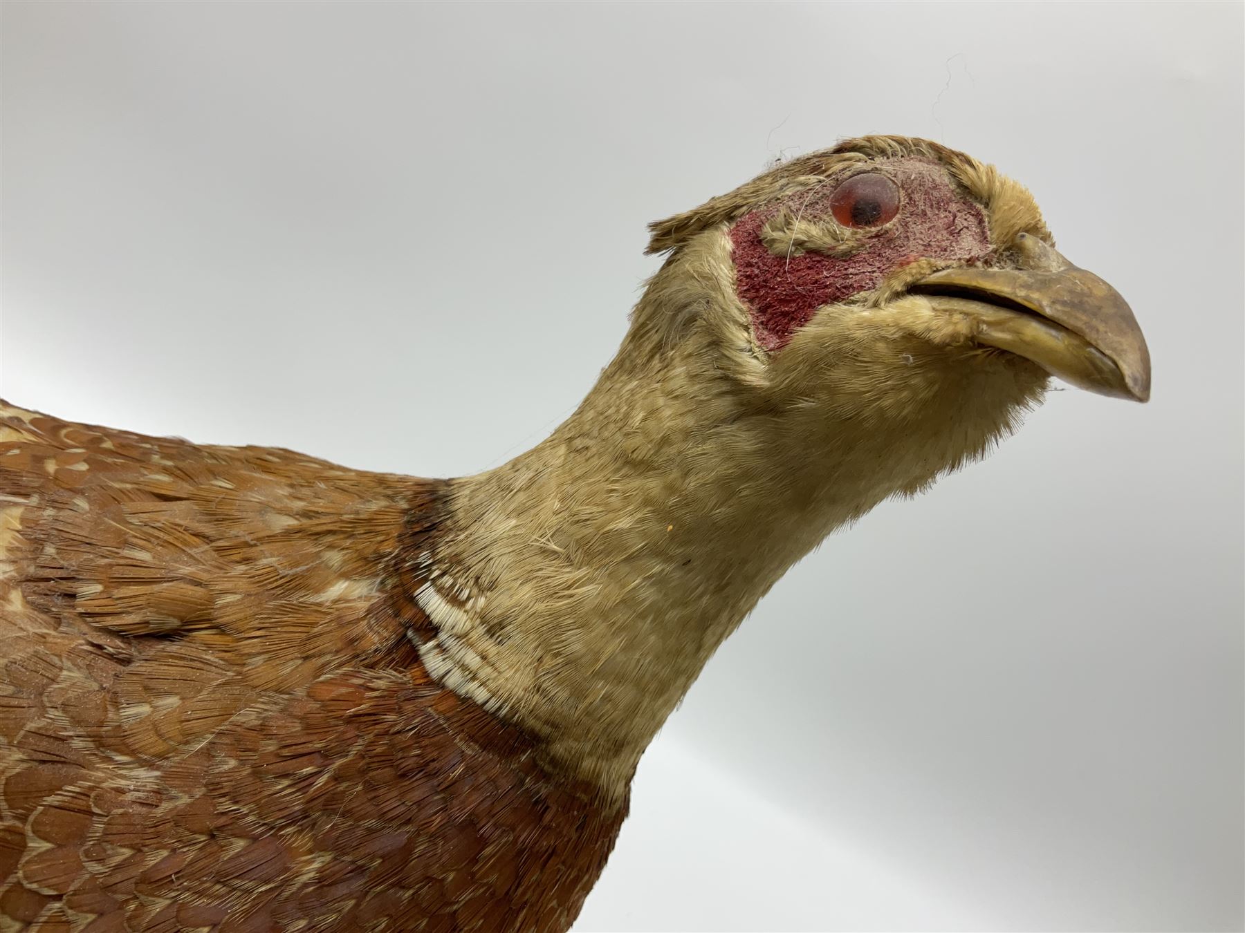 Taxidermy; Ring-necked Pheasant (Phasianus colchicus) - Image 16 of 19