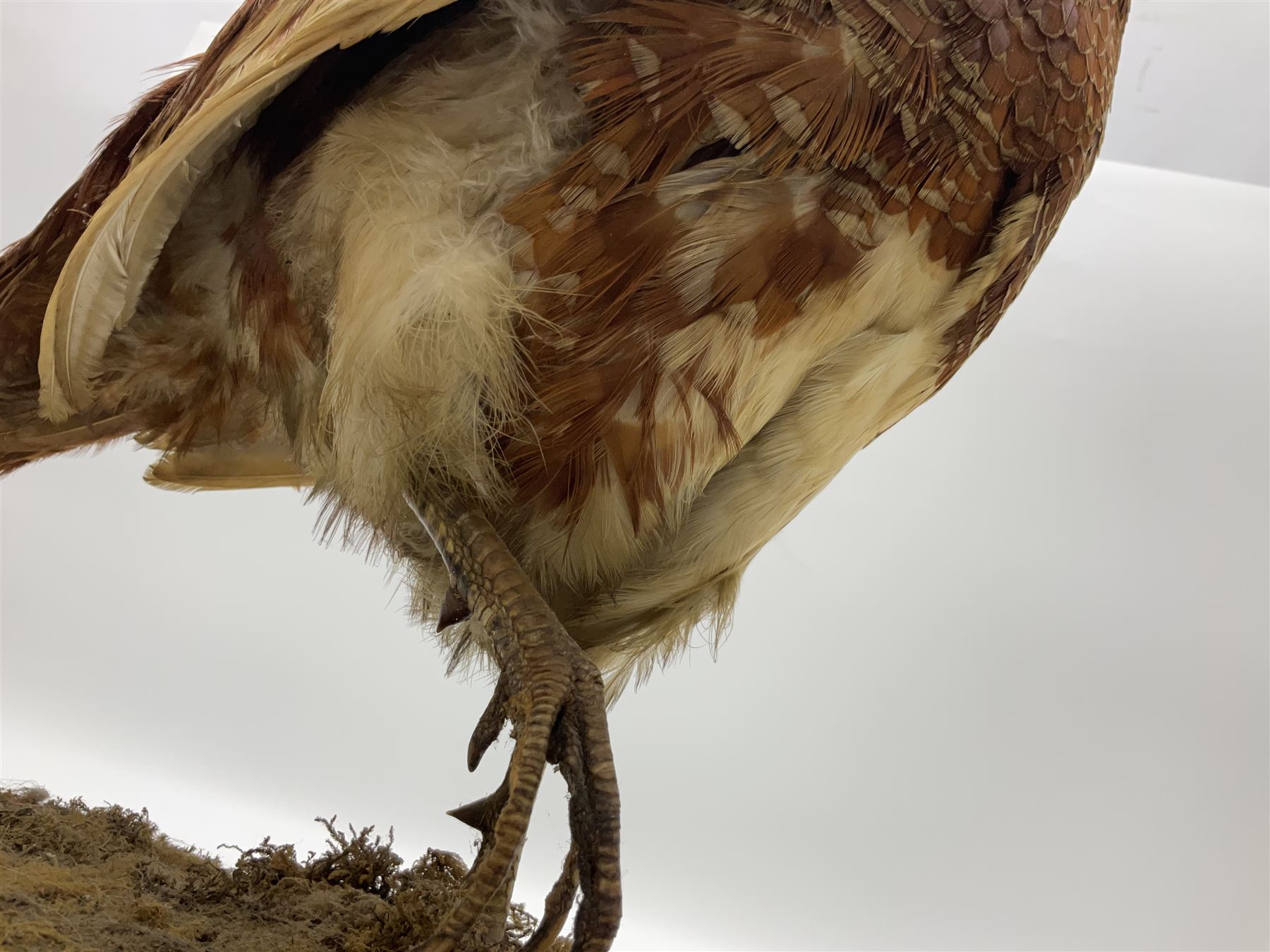 Taxidermy; Ring-necked Pheasant (Phasianus colchicus) - Image 17 of 19