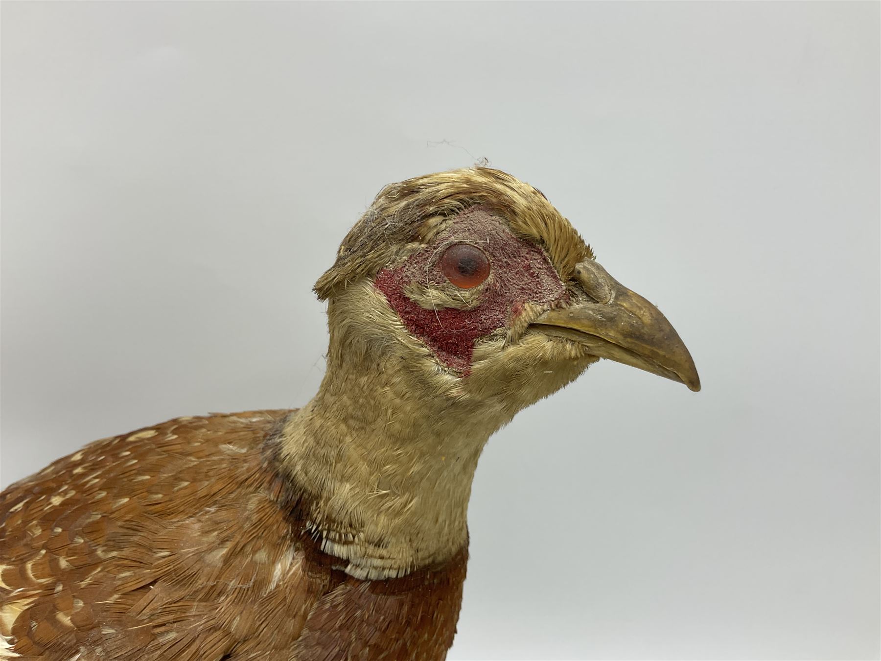 Taxidermy; Ring-necked Pheasant (Phasianus colchicus) - Image 10 of 19