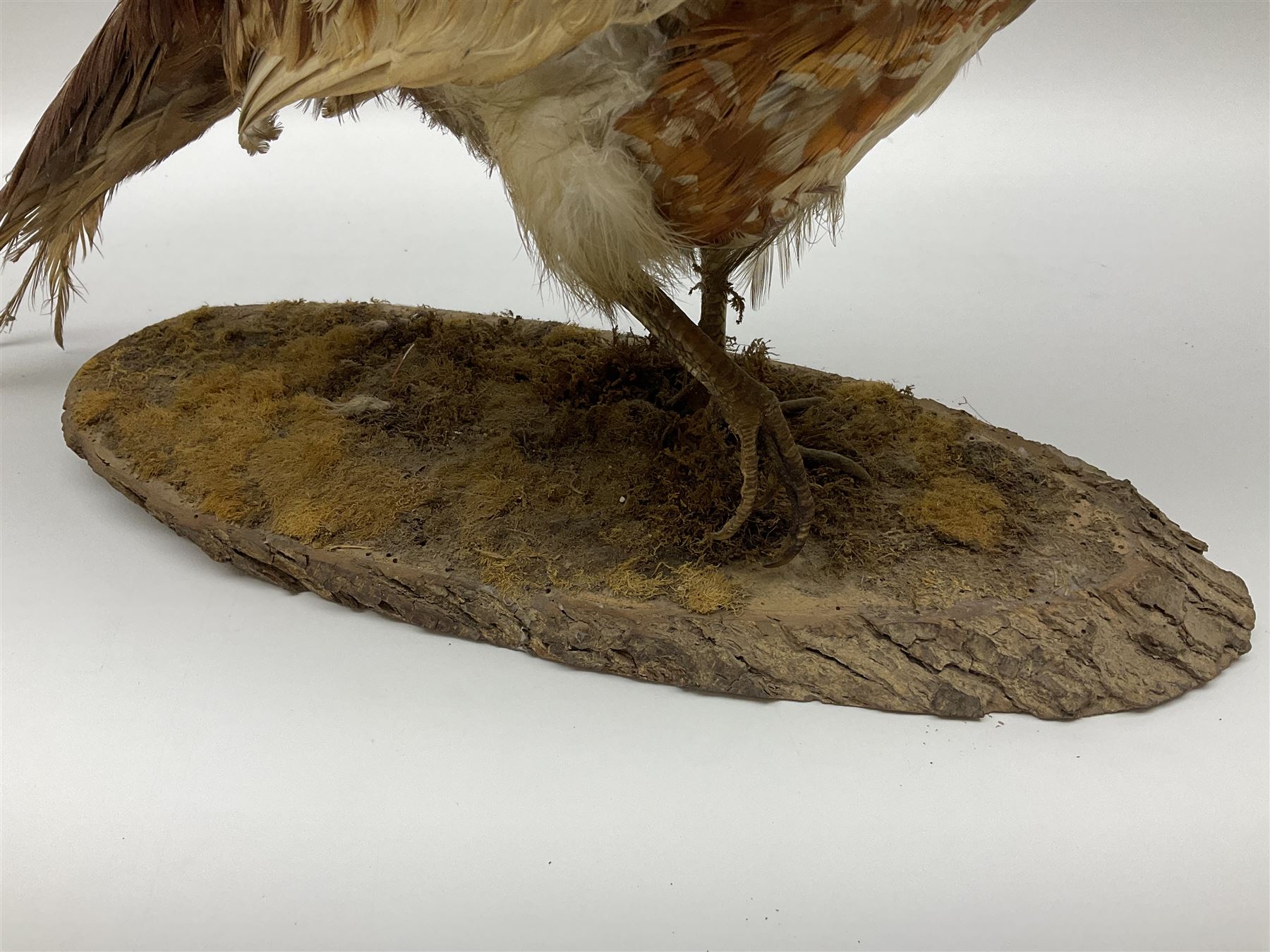 Taxidermy; Ring-necked Pheasant (Phasianus colchicus) - Image 15 of 19