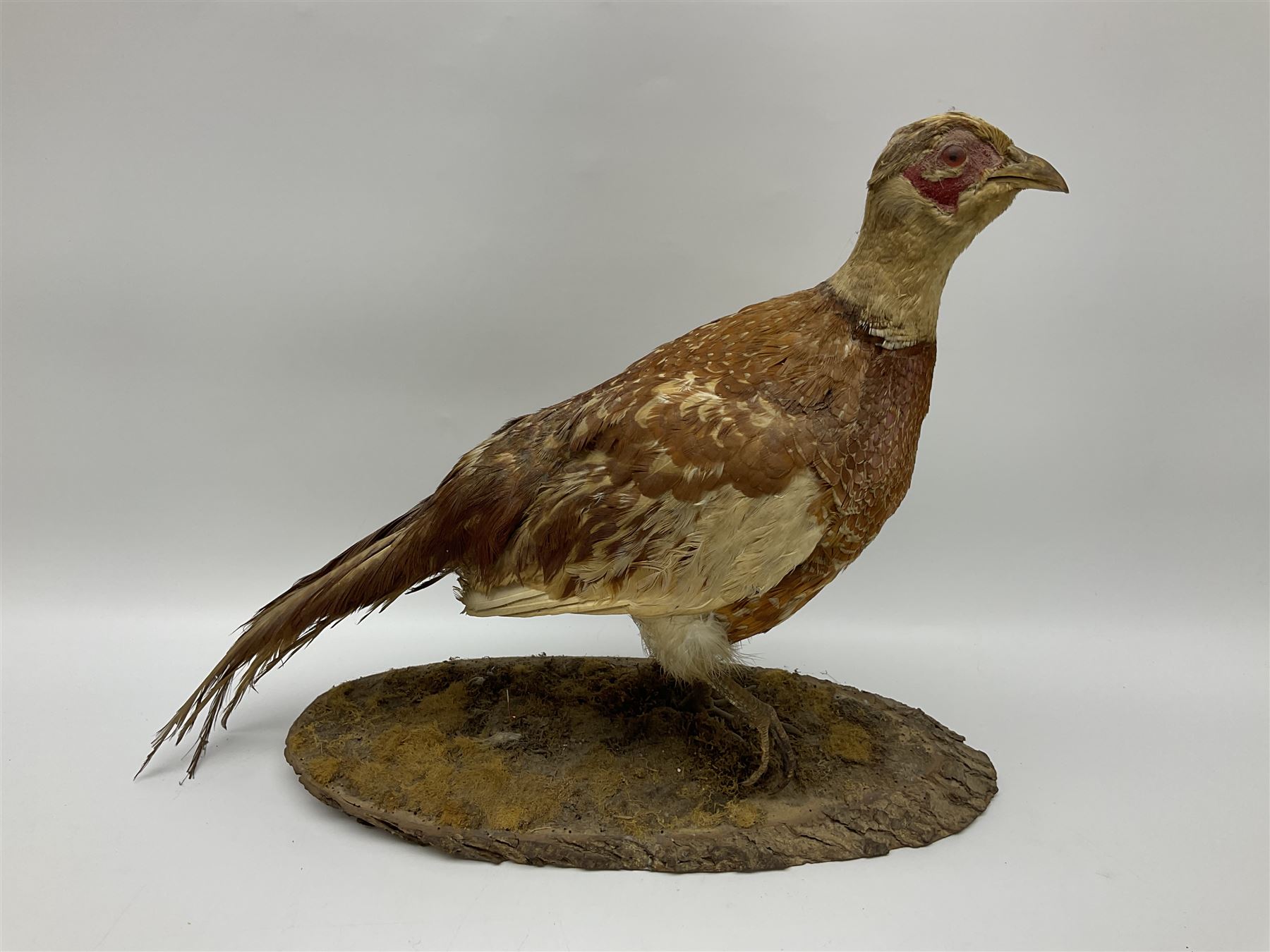 Taxidermy; Ring-necked Pheasant (Phasianus colchicus) - Image 9 of 19