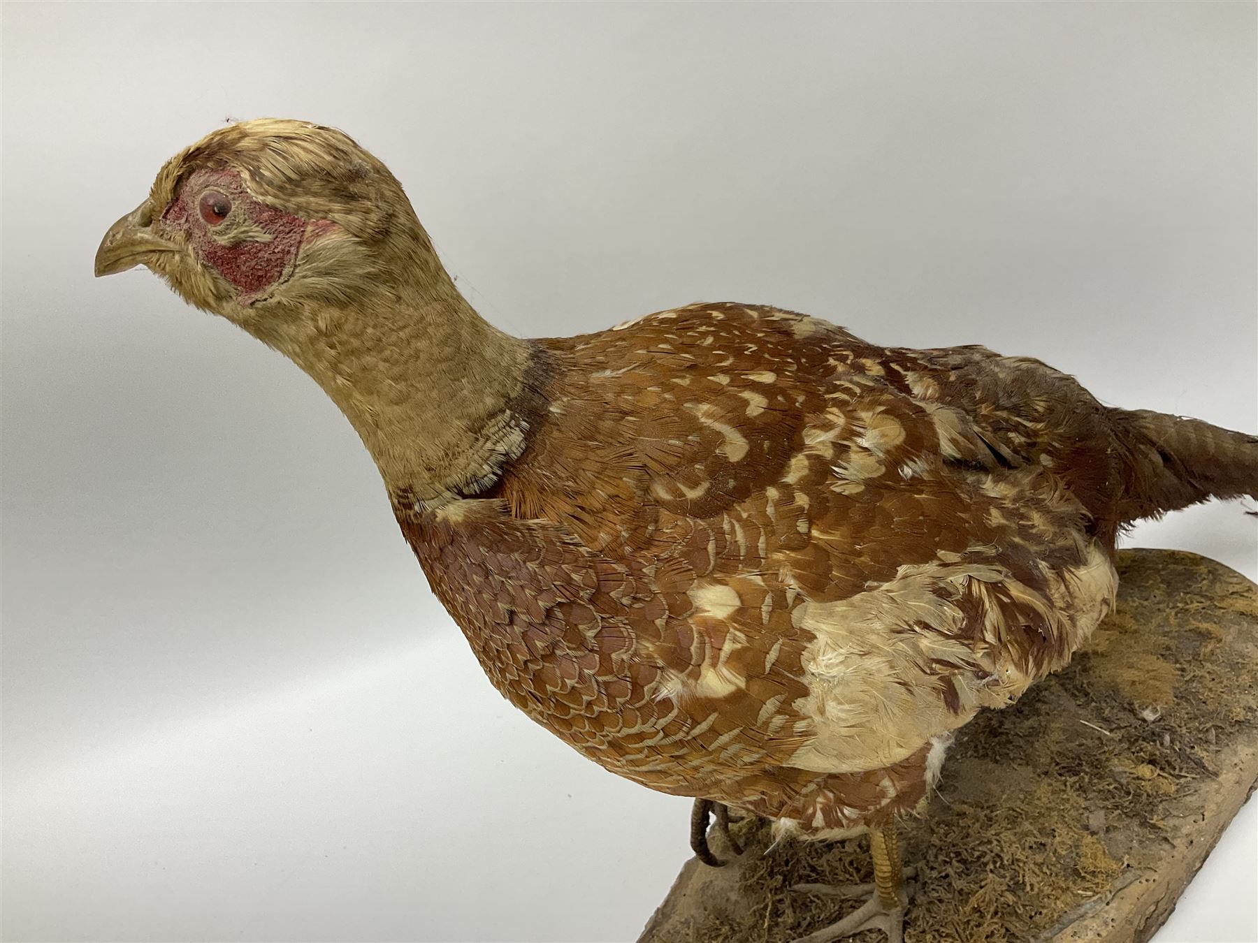 Taxidermy; Ring-necked Pheasant (Phasianus colchicus) - Image 12 of 19