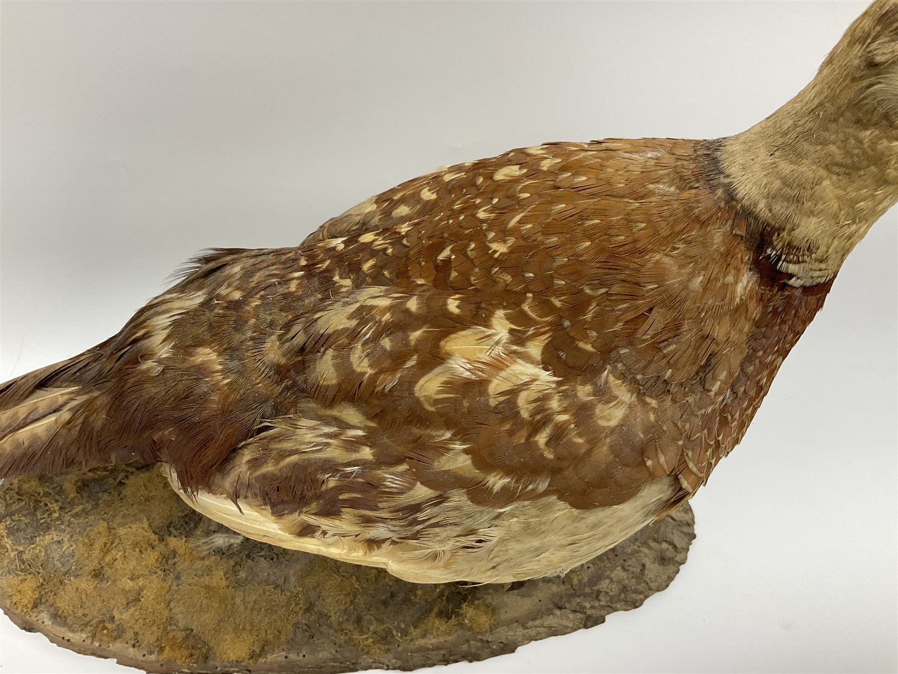 Taxidermy; Ring-necked Pheasant (Phasianus colchicus) - Image 11 of 19