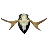 Antlers/Horns: Pair of European Moose (Alces alces) horns with upper skull