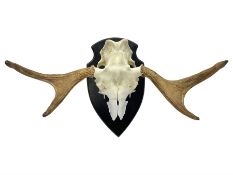 Antlers/Horns: Pair of European Moose (Alces alces) horns with upper skull