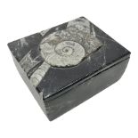 Square box with Orthoceras and Goniatite inclusions