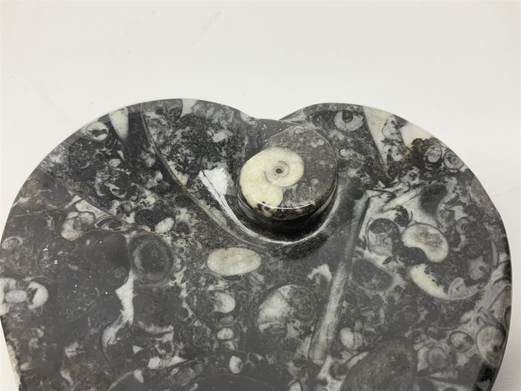 Dish in the form of hearts with a raised Goniatite to the centre and Orthoceras and Goniatite inclus - Image 2 of 6