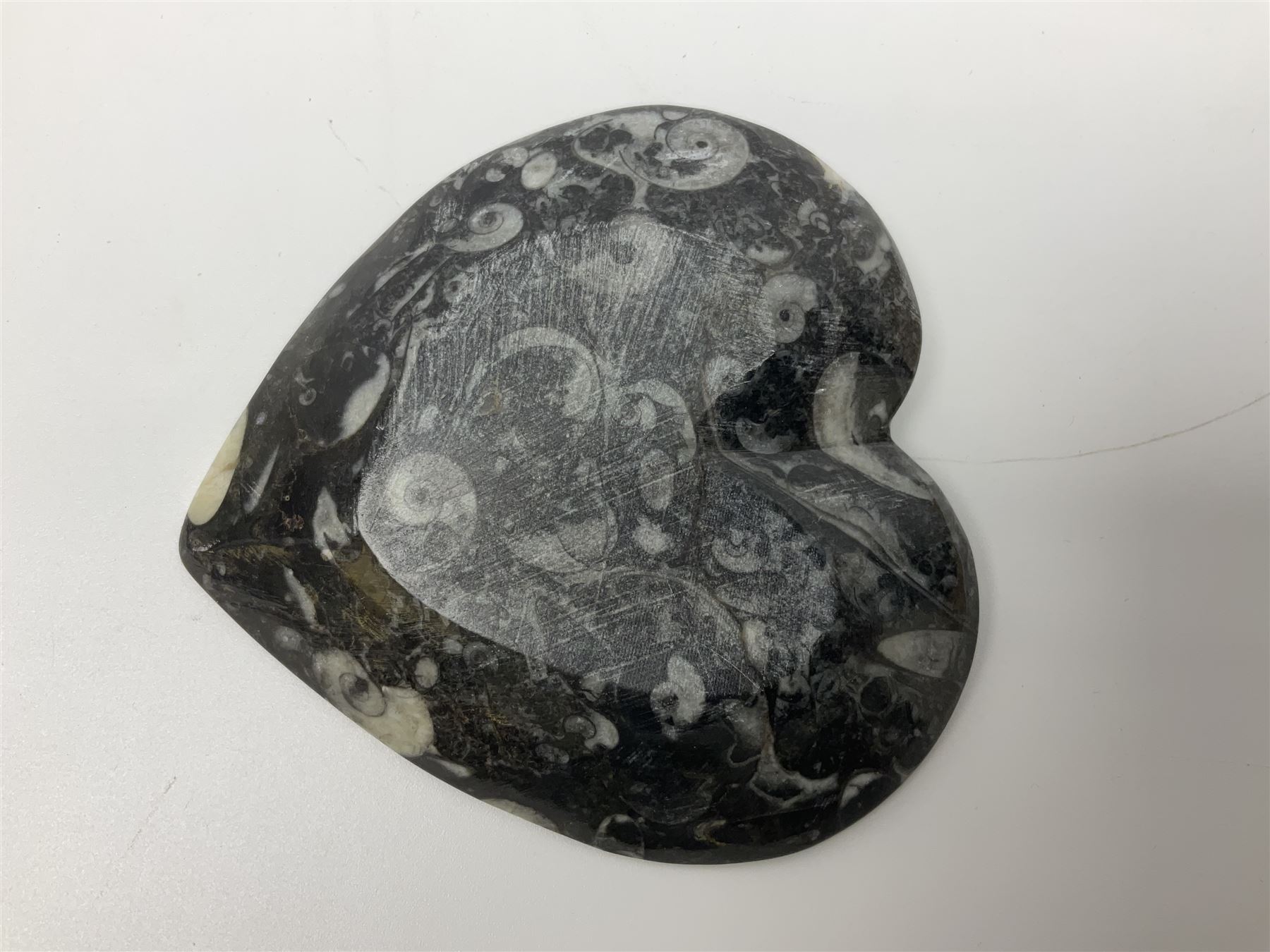 Dish in the form of hearts with a raised Goniatite to the centre and Orthoceras and Goniatite inclus - Image 6 of 6