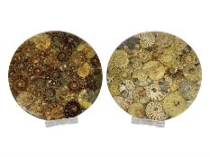 Pair of ammonite effect coasters