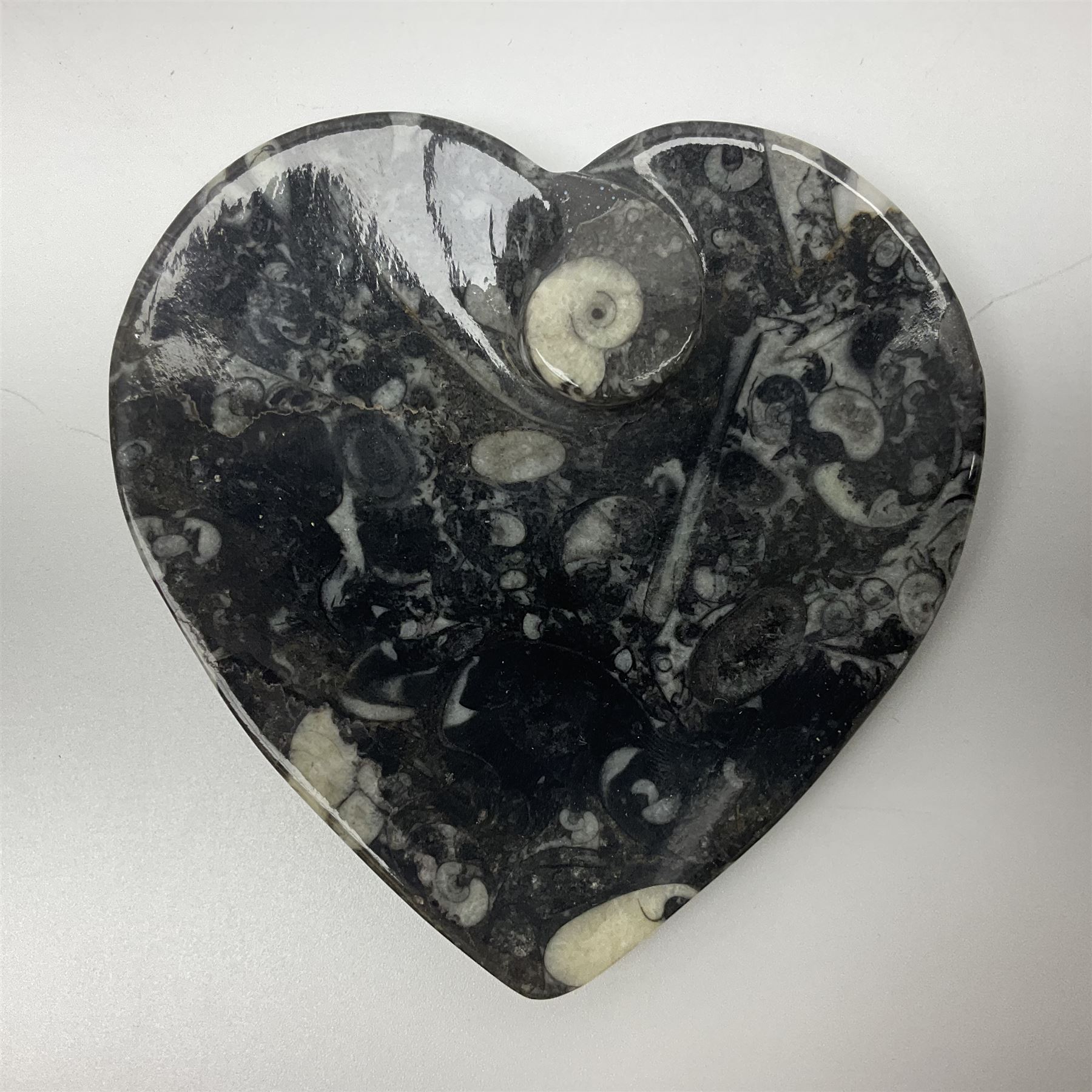 Dish in the form of hearts with a raised Goniatite to the centre and Orthoceras and Goniatite inclus - Image 3 of 6