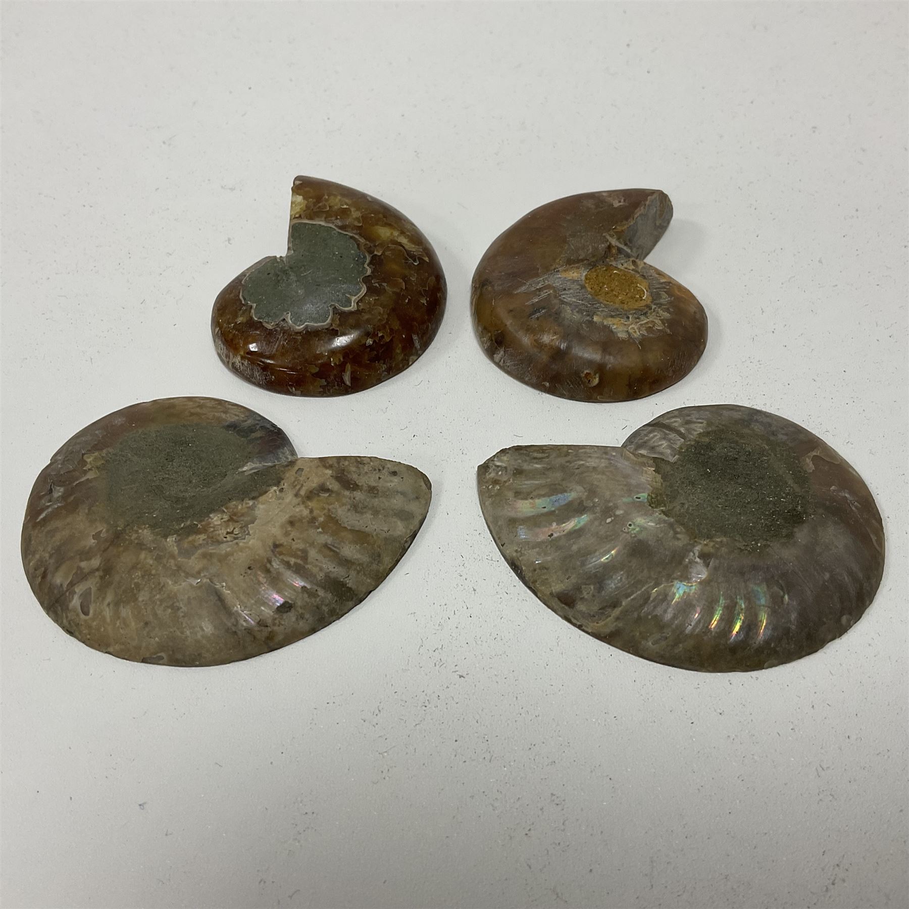 Two pairs of sliced Ammonite Fossils with polished finish - Image 6 of 8