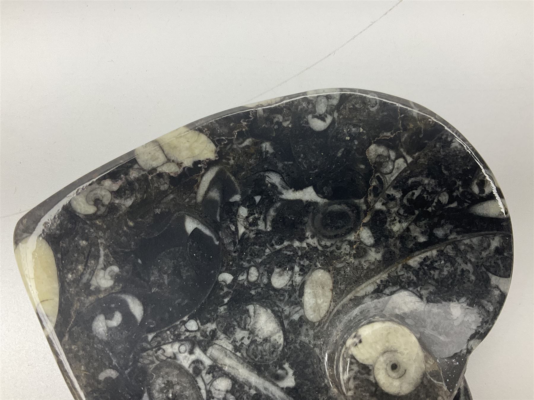Dish in the form of hearts with a raised Goniatite to the centre and Orthoceras and Goniatite inclus - Image 5 of 6