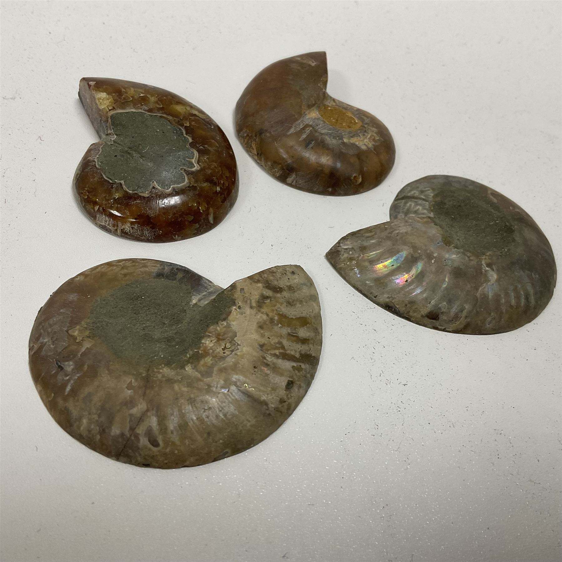 Two pairs of sliced Ammonite Fossils with polished finish - Image 8 of 8