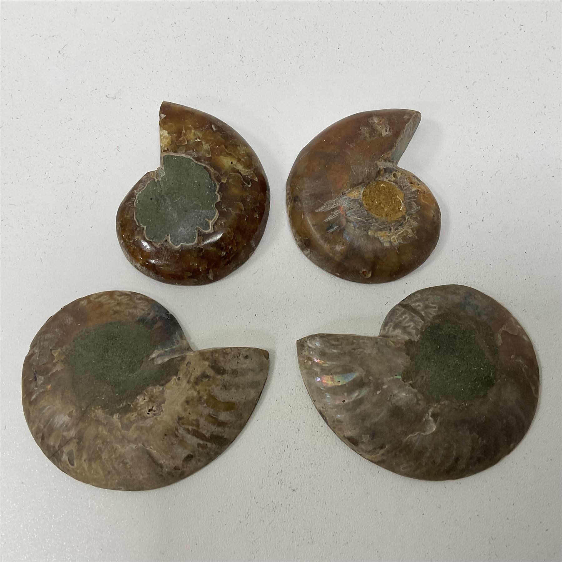 Two pairs of sliced Ammonite Fossils with polished finish - Image 5 of 8
