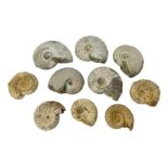Large collection of ammonites
