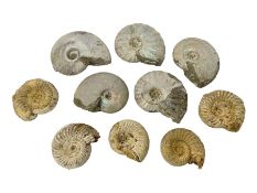 Large collection of ammonites
