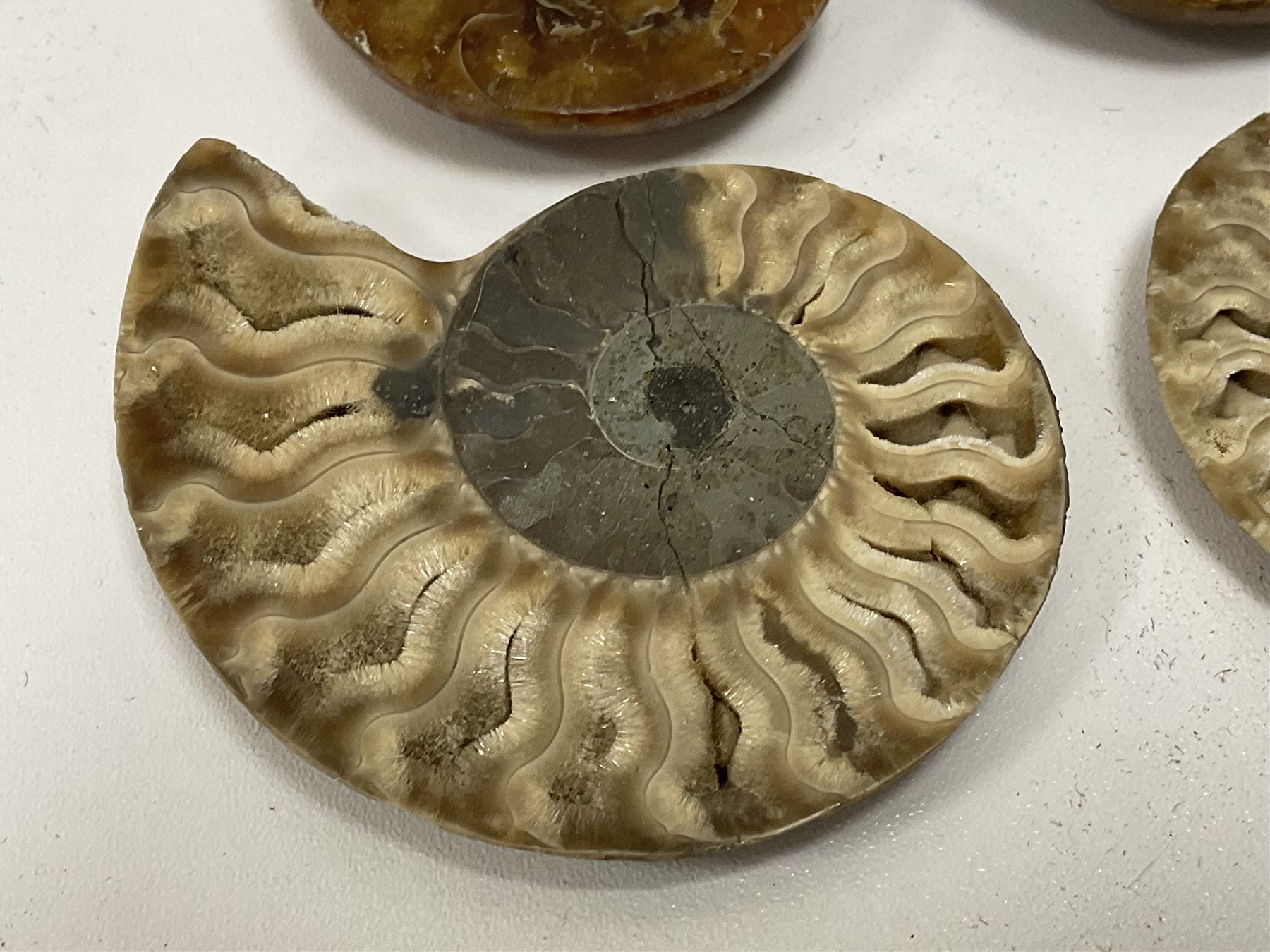 Two pairs of sliced Ammonite Fossils with polished finish - Image 4 of 8