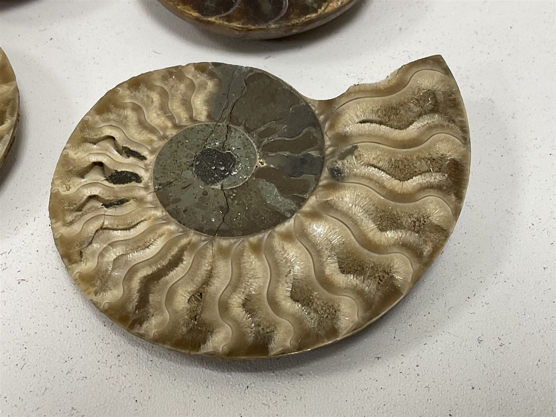 Two pairs of sliced Ammonite Fossils with polished finish - Image 3 of 8