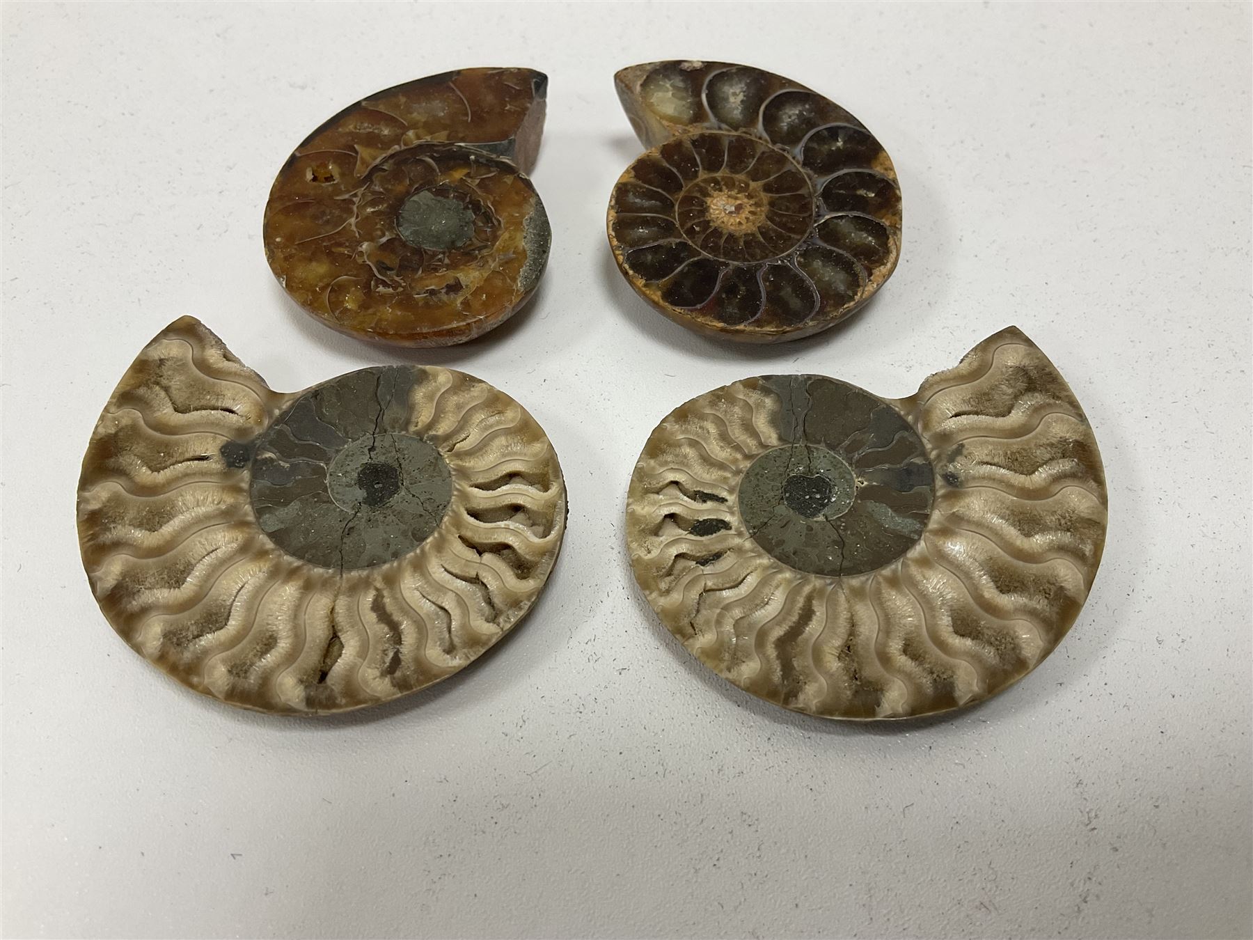 Two pairs of sliced Ammonite Fossils with polished finish - Image 2 of 8