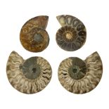 Two pairs of sliced Ammonite Fossils with polished finish