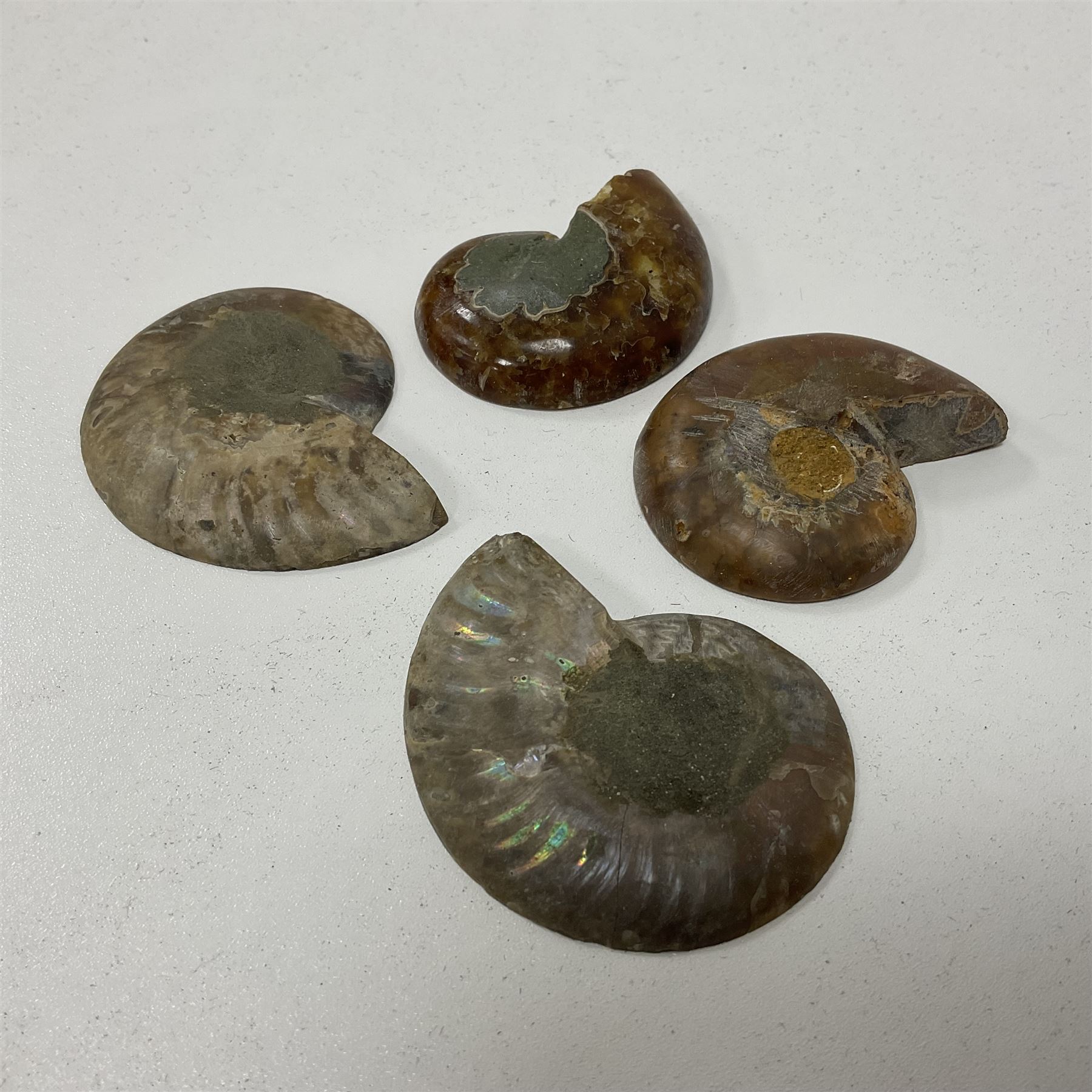 Two pairs of sliced Ammonite Fossils with polished finish - Image 7 of 8